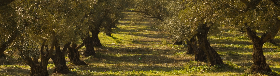 OLIVE OIL: THE  RETURN  OF  THE  ANCIENT  MEDICINE