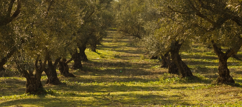 OLIVE OIL: THE  RETURN  OF  THE  ANCIENT  MEDICINE