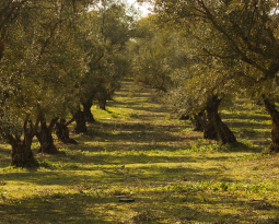 OLIVE OIL: THE  RETURN  OF  THE  ANCIENT  MEDICINE