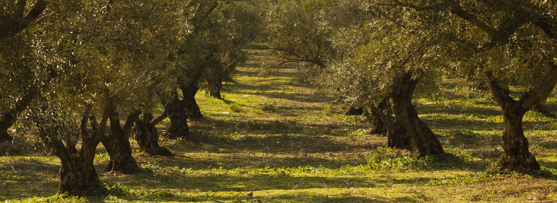 OLIVE OIL: THE  RETURN  OF  THE  ANCIENT  MEDICINE